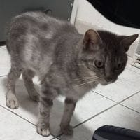 XENA, chatte à adopter