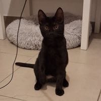 PEPSI, chatte à adopter