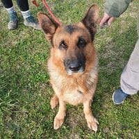 NASH, chien à adopter