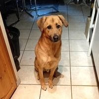 ORION, chien à adopter