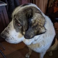 HERA, chienne à adopter