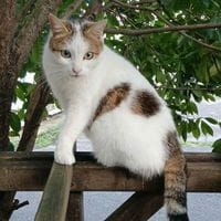COQUILLETTE, chatte à adopter