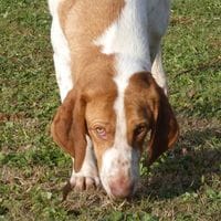 ULKY, chienne à adopter