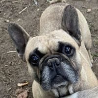 MAIKO, chien à adopter