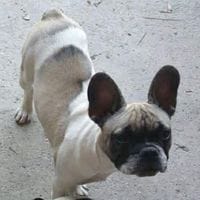 NEILA, chienne à adopter