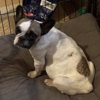 OZAIA, chienne à adopter