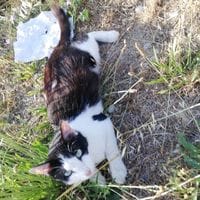 VIVA, chat à adopter