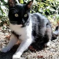 VANILLE, chatte à adopter