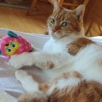 OLGA, chatte à adopter