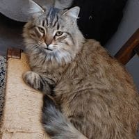TICO, chat à adopter