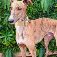 ESPARKY, chien à adopter