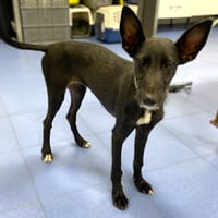 LOEWE, chienne à adopter