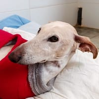 TANIA, chienne à adopter