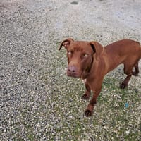 BAYLES cucciolo mix pit/bracco, cane da adottare
