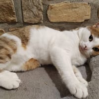 Cali, chatte à adopter