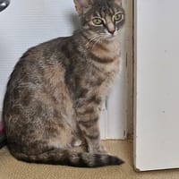 ATHENA, chatte à adopter