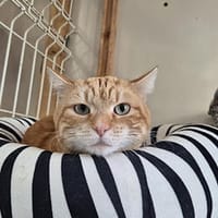Tempo, chat à adopter