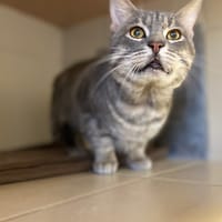 Louhi, chat à adopter