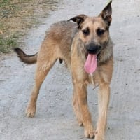 Snoopy, chien à adopter