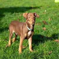 King, chien à adopter