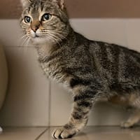 Telma, chatte à adopter