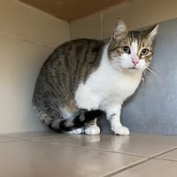 Kiki, chat à adopter