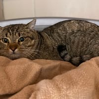 Mistigri, chat à adopter