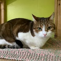 Ohana, chatte à adopter