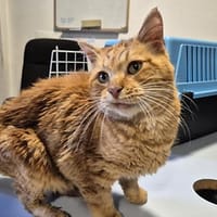 Charouge, chat à adopter