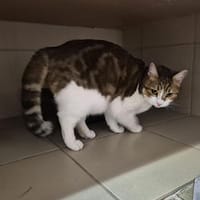 Hector, chat à adopter