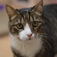 Gierek, kot do adopcji