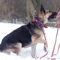 Krecia, suczka do adopcji