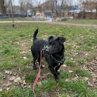 Sebek, pies do adopcji