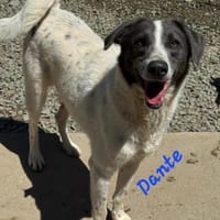 DANTE sucht sein - Für- immer- Zuhause -, Hund zur Adoption