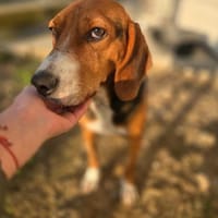 Lissi - Hundemama sucht Dich, Hündin zur Adoption