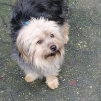 Yorkie Pico sucht sein Zuhause, Hund zur Adoption