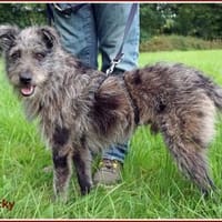 ❤ Lucky: unser Clown auf 4 Pfoten, Hund zur Adoption