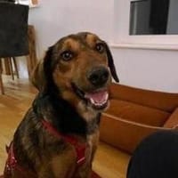 Alina ist eine fröhliche + tolle Hündin!, Hündin zur Adoption