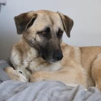 Sanfte Seele Emma ! Auf Pflegestelle, Hündin zur Adoption