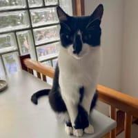 Iraklis, menschenbezogener Abenteurer, c, Kater zur Adoption