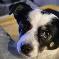 💕Buffy💕sucht ihre Menschen💕🐾, Hündin zur Adoption