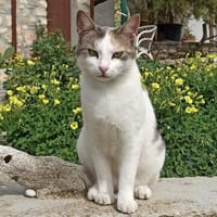 Sonnenschein Mina sucht Zuhause, Katze zur Adoption