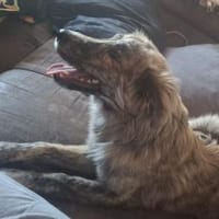 Der bildhübsche Cookie sucht ein Zuhause, Hund zur Adoption