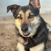 Takko sucht sein Zuhause, Hund zur Adoption