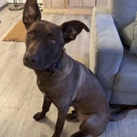 Powerpaket Sarotti sucht sein Zuhause, Hund zur Adoption