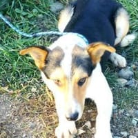 Monty zeigt ihm das Menschen gut sind, Hund zur Adoption