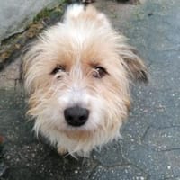 Sanfter Pufi möchte dein Herz erobern, Hund zur Adoption