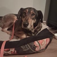 Sanfte Rosi sucht liebevolles Zuhause, Hündin zur Adoption