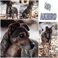 AKHIRO * angenehmer ruhiger Begleiter, Hund zur Adoption