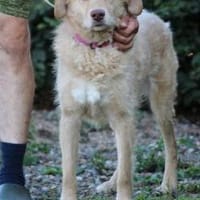 Diras - kinderlieber Familienhund, Hund zur Adoption